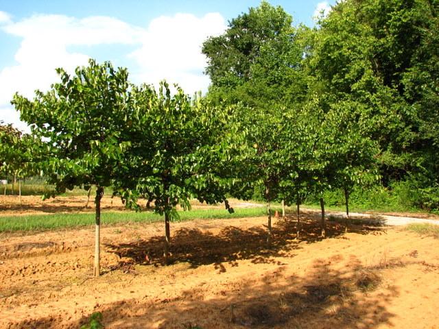 Cercis reniformis Oklahoma — photo 1