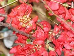 Chaenomeles Texas Scarlet Flowering Quince — photo 1