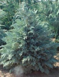 Chamaecyparis lawsoniana Pembury Blue — photo 1
