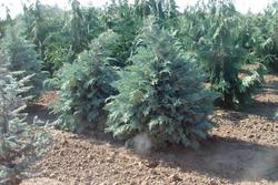 Chamaecyparis lawsoniana Pembury Blue — photo 2