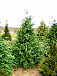 Chamaecyparis lawsoniana 'Sullivan' — photo 1