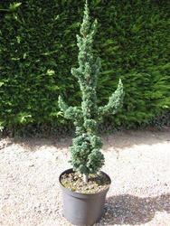 Chamaecyparis lawsoniana Wisselii — photo 1