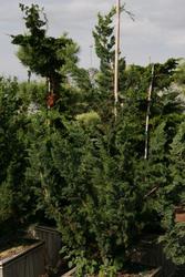 Chamaecyparis lawsoniana Wisselii — photo 2
