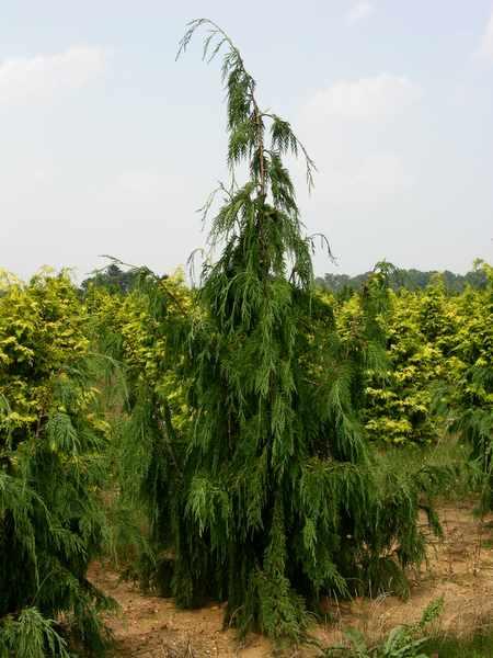 Chamaecyparis nootkatensis 'Glauca Pendula' — photo 1