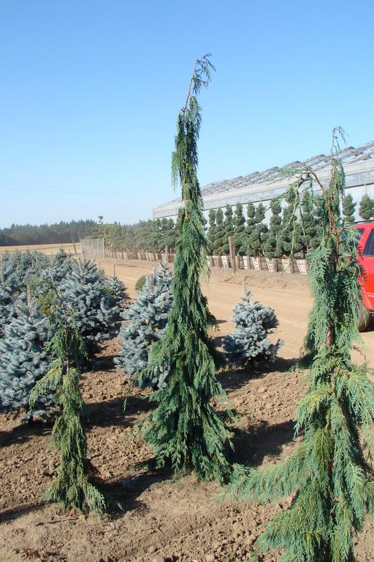 Chamaecyparis nootkatensis 'Green Arrow' — photo 1