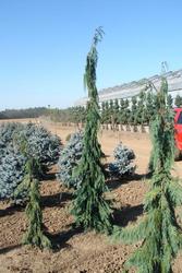 Chamaecyparis nootkatensis 'Green Arrow' — photo 1