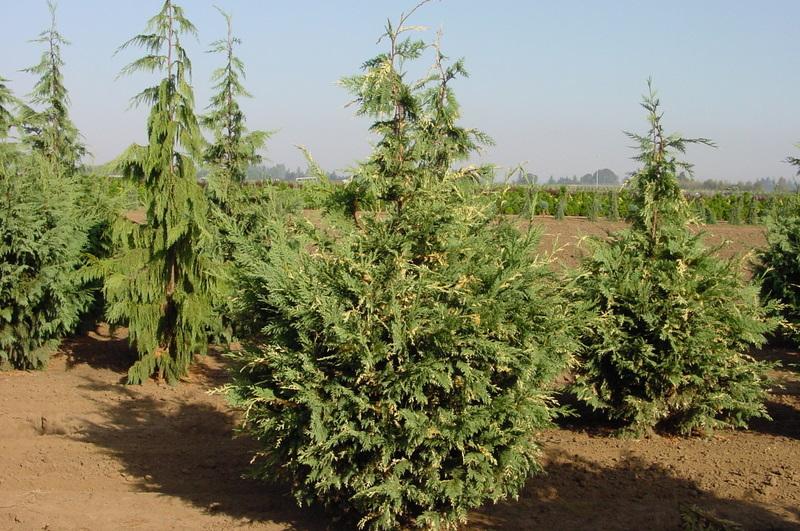 Chamaecyparis nootkatensis Variegata — photo 1