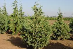 Chamaecyparis nootkatensis Variegata — photo 1