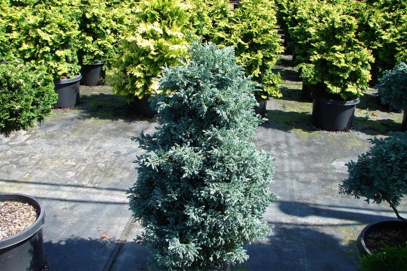 Chamaecyparis pisifera Viridis — photo 1