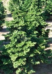 Chamaecyparis obtusa — photo 1