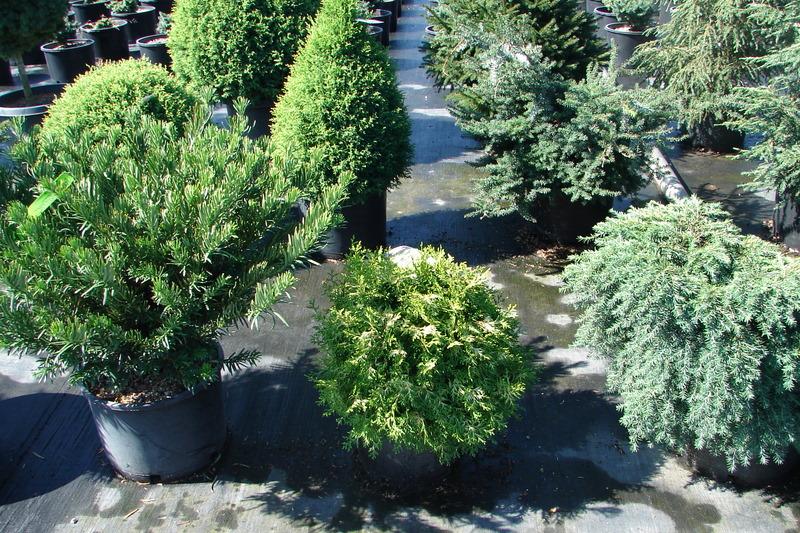 Chamaecyparis obtusa 'Kamaeni hiba' — photo 1