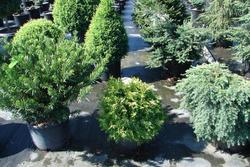Chamaecyparis obtusa 'Kamaeni hiba' — photo 1