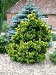 Chamaecyparis obtusa 'Nana Lutea' — photo 1