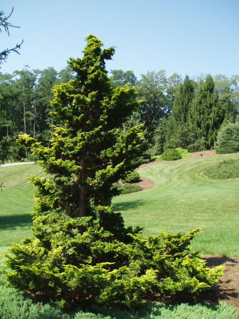 Chamaecyparis obtusa 'Aurea' — photo 1