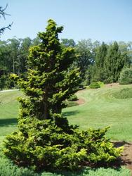 Chamaecyparis obtusa 'Aurea' — photo 1