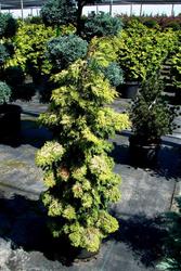 Chamaecyparis obtusa 'Aurea Nana' — photo 1