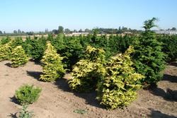 Chamaecyparis obtusa 'Aurea Nana' — photo 2