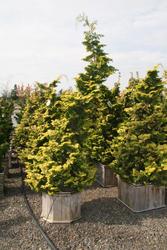 Chamaecyparis obtusa 'Aurea Nana' — photo 3