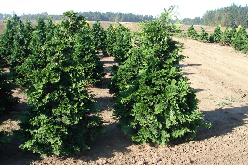 Chamaecyparis obtusa 'Compacta' — photo 1