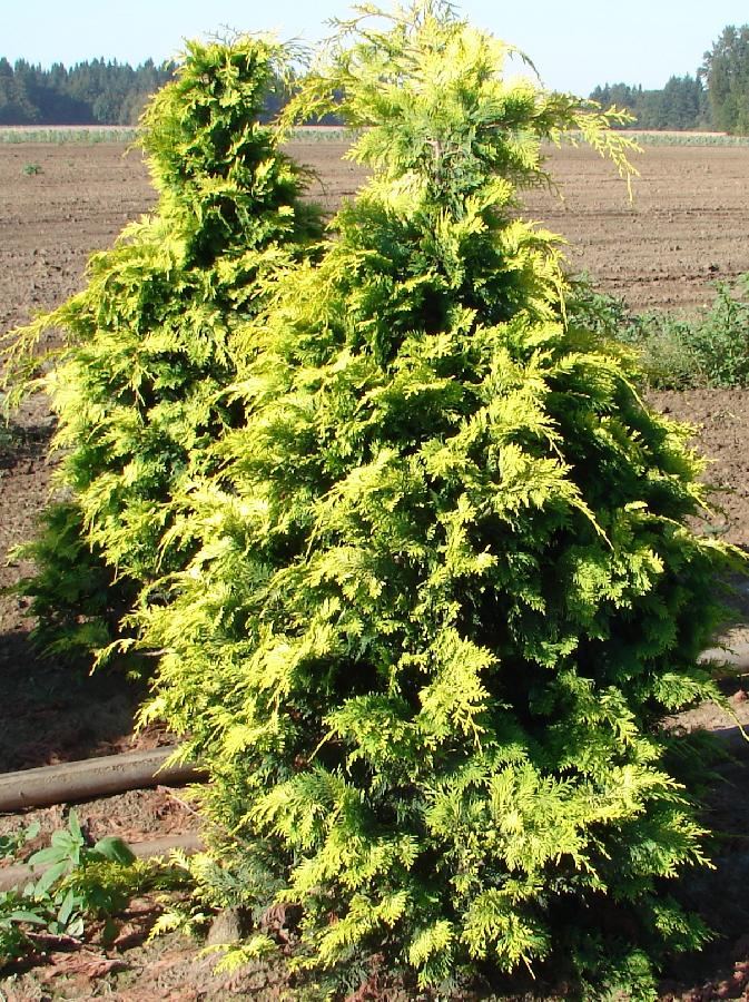 Chamaecyparis obtusa 'Crippsii' — photo 1