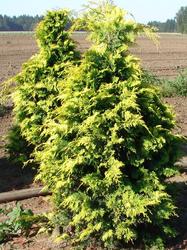 Chamaecyparis obtusa 'Crippsii' — photo 1