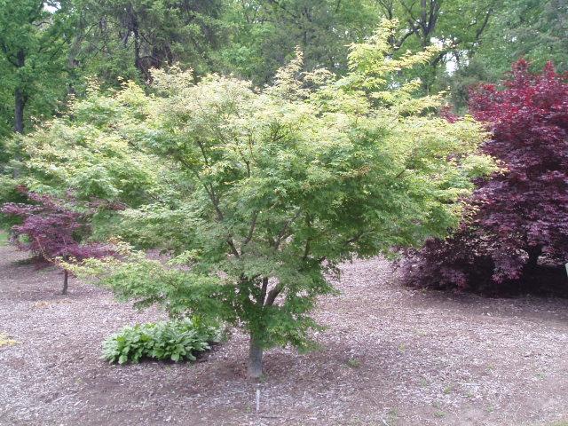 Acer palmatum 'Kagiri Nishiki' — photo 1