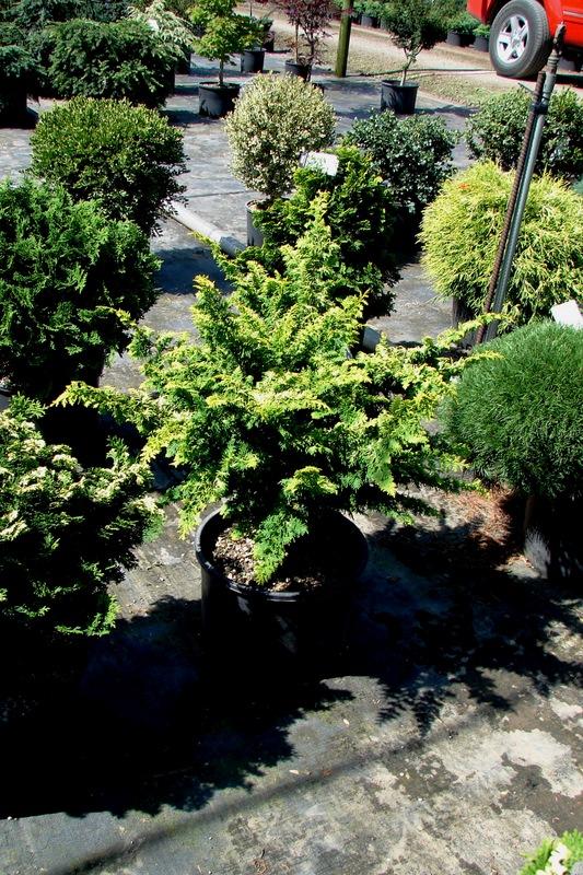 Chamaecyparis obtusa 'Fernspray Gold' — photo 1