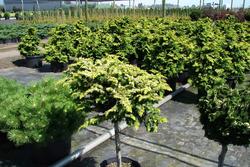 Chamaecyparis obtusa 'Fernspray Gold' — photo 2