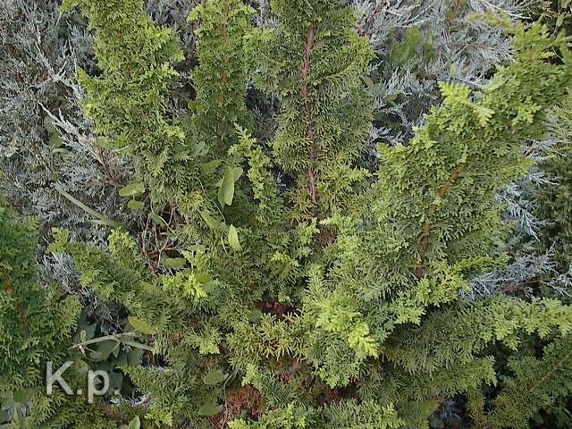 Chamaecyparis obtusa 'Filicoides' — photo 1
