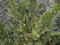 Chamaecyparis obtusa 'Filicoides' — photo 1