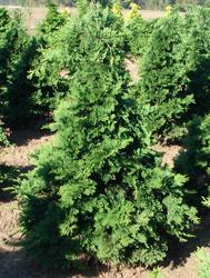 Chamaecyparis obtusa 'Gracilis' — photo 1