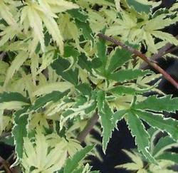 Acer palmatum 'Kagiri Nishiki' — photo 2