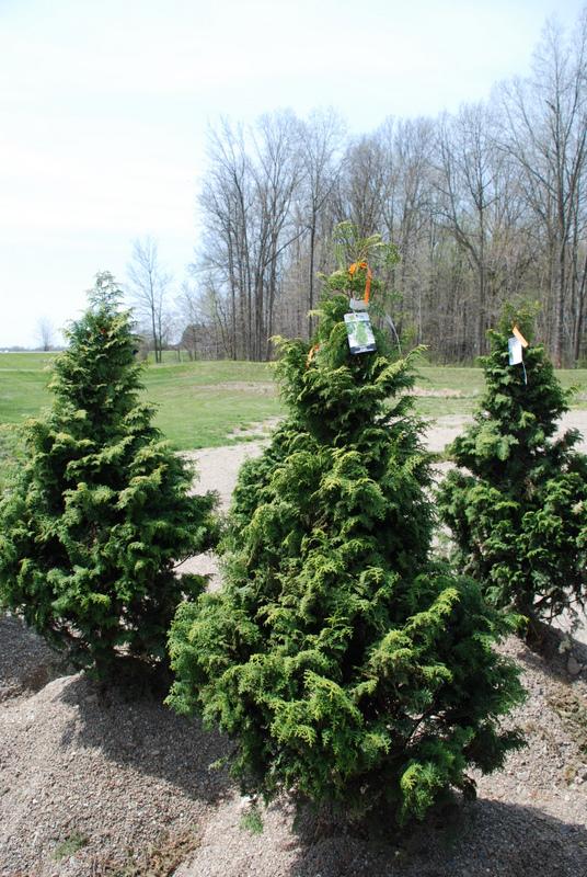 Chamaecyparis obtusa 'Graciosa' — photo 1
