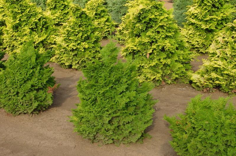 Chamaecyparis obtusa 'Kosteri' — photo 1