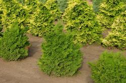 Chamaecyparis obtusa 'Kosteri' — photo 1