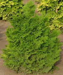 Chamaecyparis obtusa 'Kosteri' — photo 2