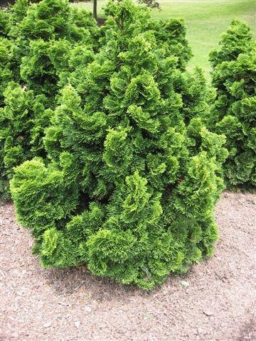 Chamaecyparis obtusa 'Nana' — photo 1