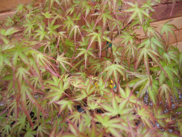 Acer palmatum 'Kamagata' — photo 1