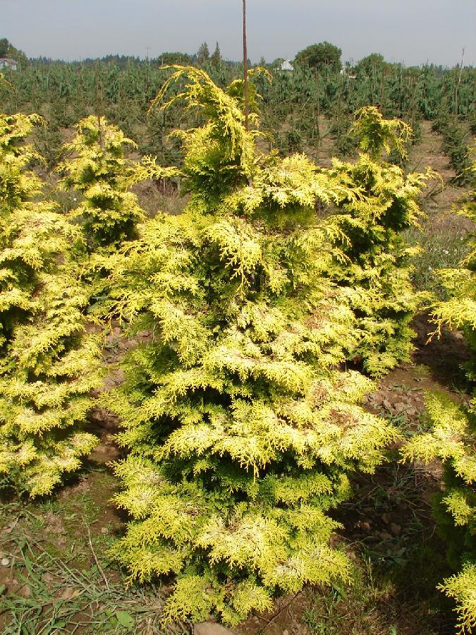 Chamaecyparis obtusa 'Nana Gracilis Aurea' — photo 1