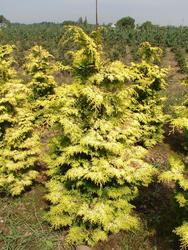 Chamaecyparis obtusa 'Nana Gracilis Aurea' — photo 1