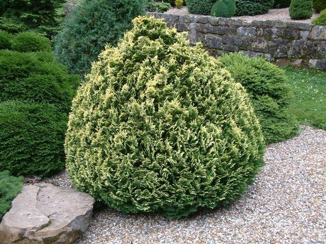 Chamaecyparis obtusa 'Pygmaea Aurescens' — photo 1