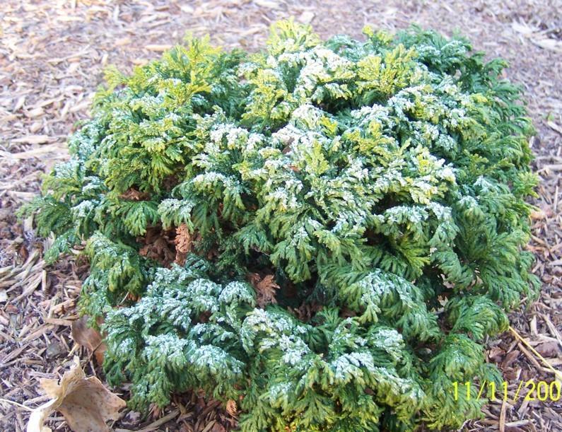 Chamaecyparis pisifera 'Golden Pin Cushion' — photo 1