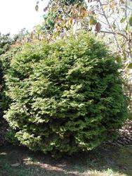 Chamaecyparis pisifera 'Squarrosa Minima' — photo 1