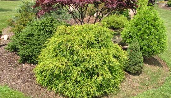 Chamaecyparis pisifera 'Sun Gold' — photo 1