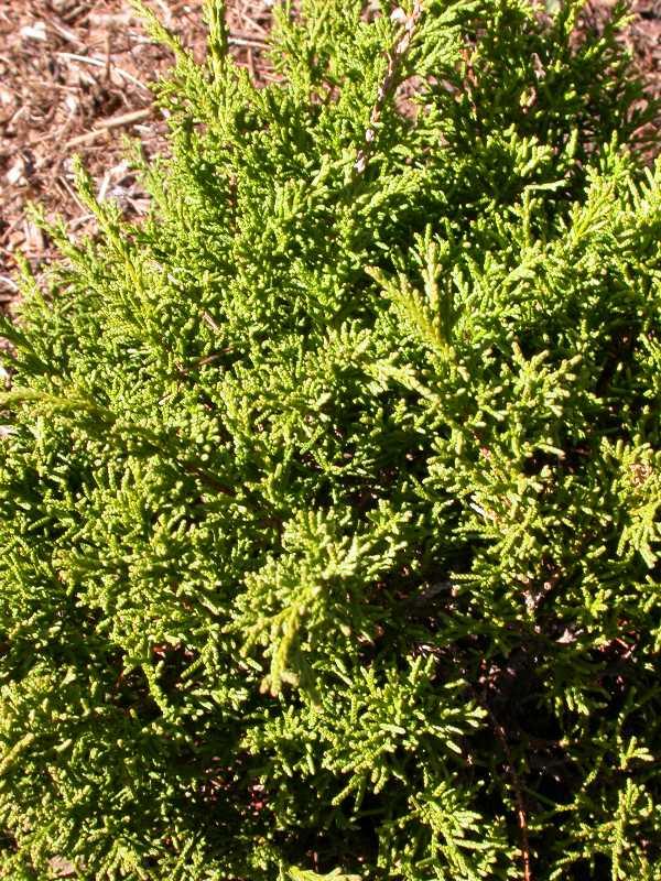 Chamaecyparis pisifera'Squarrosa Intermedia' — photo 1