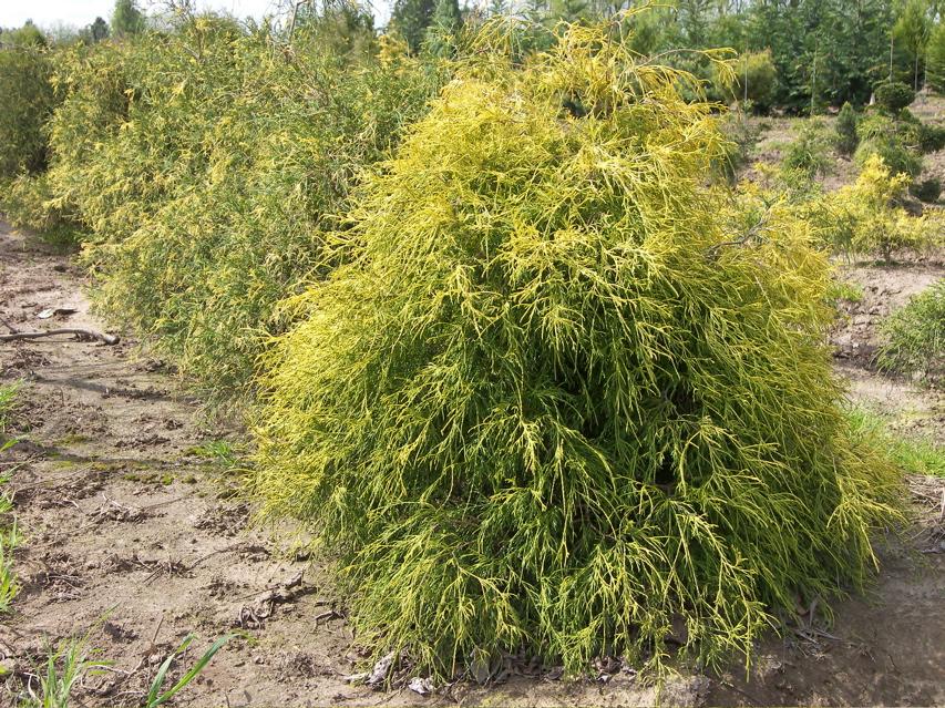 Chamaecyparis pisifera Aurea Nana — photo 1