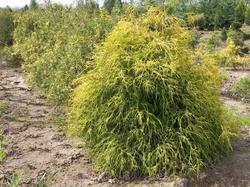 Chamaecyparis pisifera Aurea Nana — photo 1