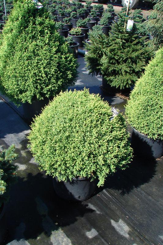 Chamaecyparis pisifera Cream Ball — photo 1