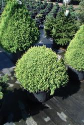 Chamaecyparis pisifera Cream Ball — photo 1
