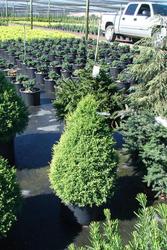 Chamaecyparis pisifera Cream Ball — photo 2